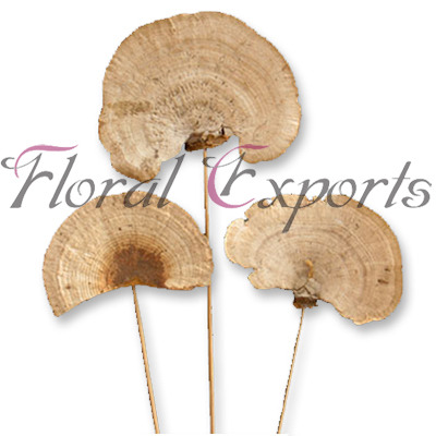 Sponge Mushroom On Stem