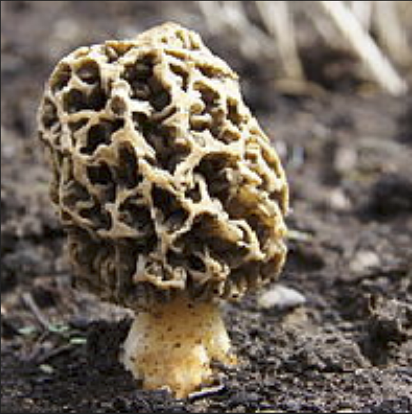 Morchella Esculenta (Guchhi Mushroom)