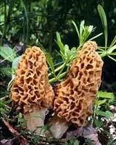Morchella Esculenta