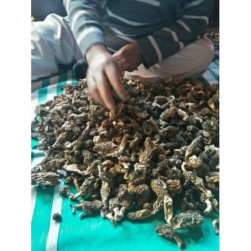 Alamdar Kashmiri Gucci Mushrooms, Packaging Size: 1 Kg
