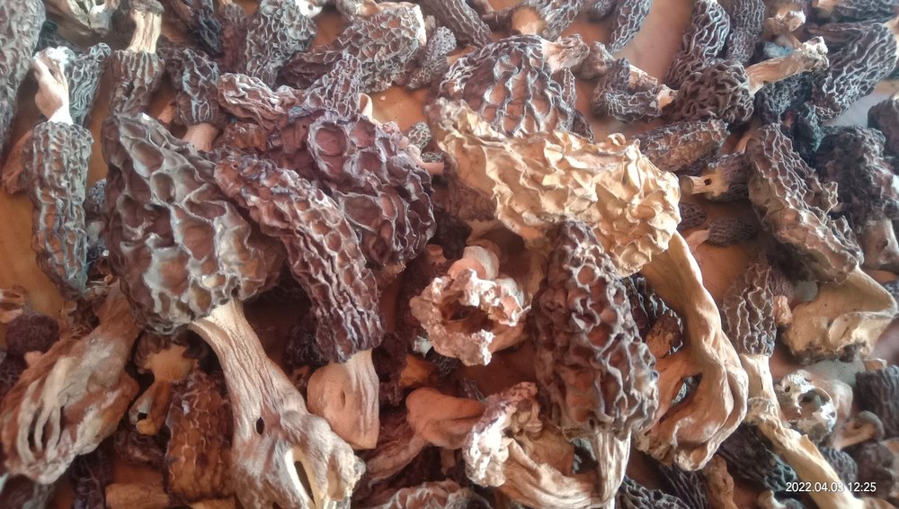 Whild Collection Uttrakhand Moral Mushroom A Grade, Packaging Type: Plastic Bag, Packaging Size: 500grm to 5kg