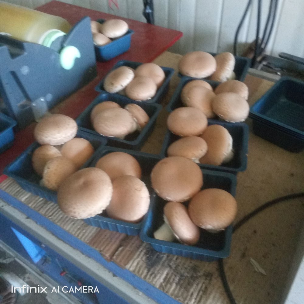 Haryana faridabad Portabello Mushroom, Packaging Type: Box