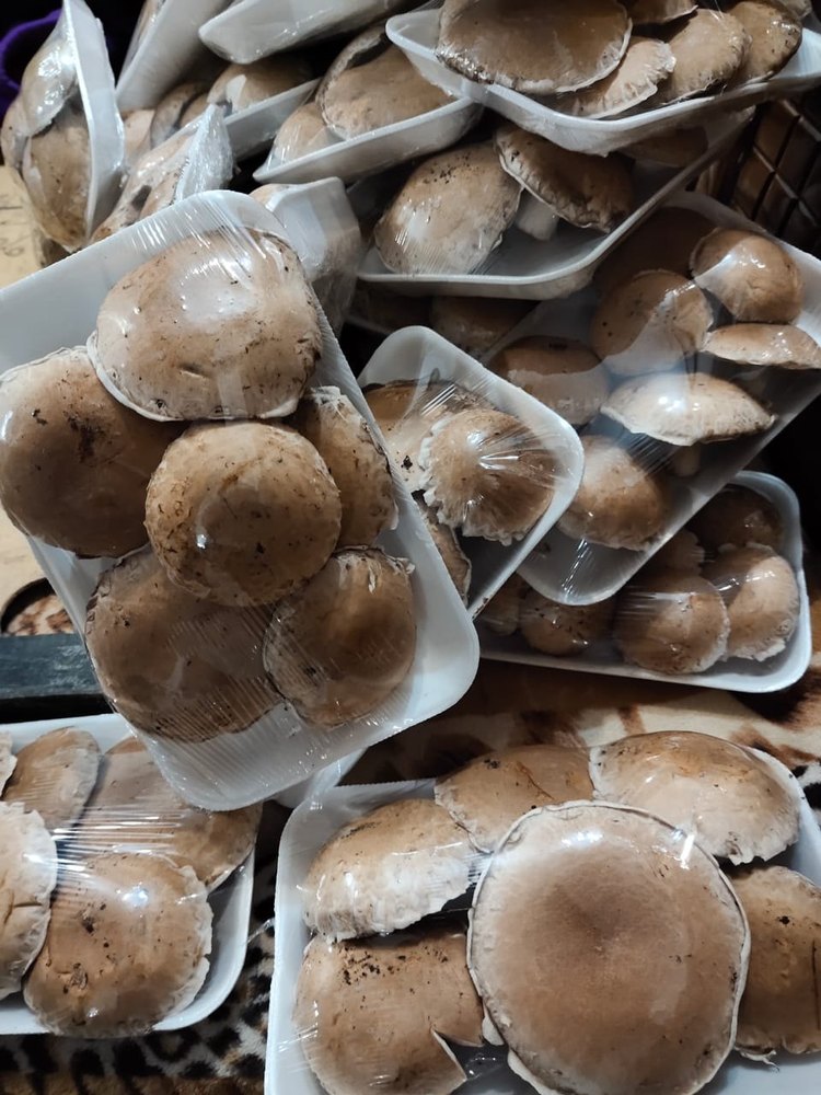 Frozen Portobello Mushroom, Packaging Type: PP Bag, Packaging Size: 10kg(Max)