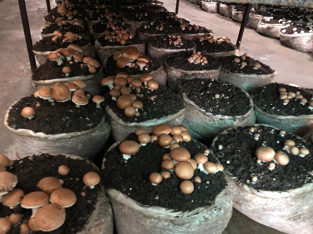 Haryana Portobello Mushroom, Packaging Type: Carton, Packaging Size: 5 Kg