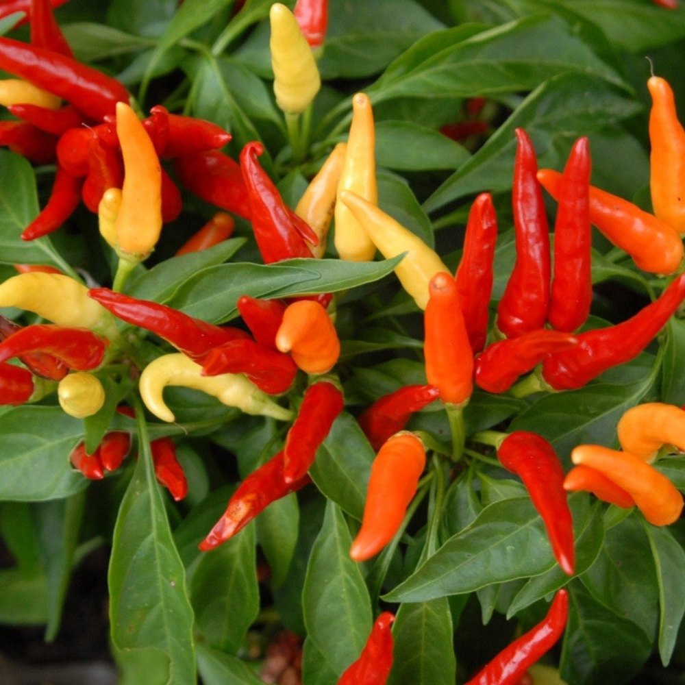 Capsicum Annuum Extract, Packaging Type: Packet, Packaging Size: 25Kg