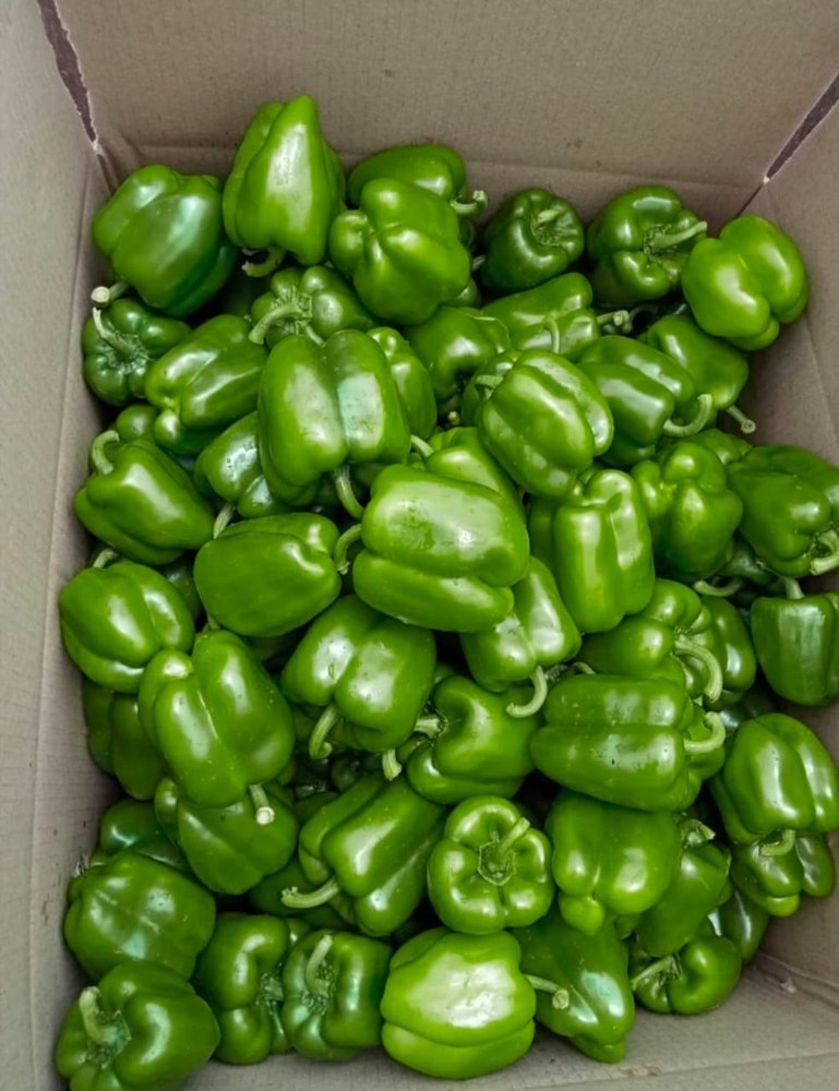A Grade Fresh Green Capsicum