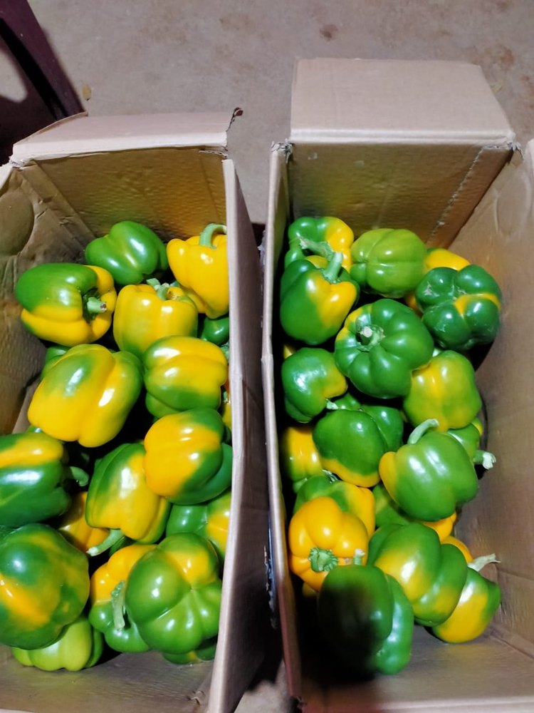 Own A Grade Red yellow capsicum, Karnataka, Packaging Size: 11 KG Box