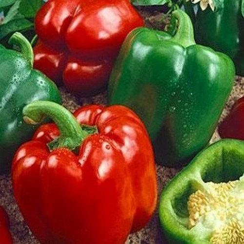 Preserved Bell Pepper