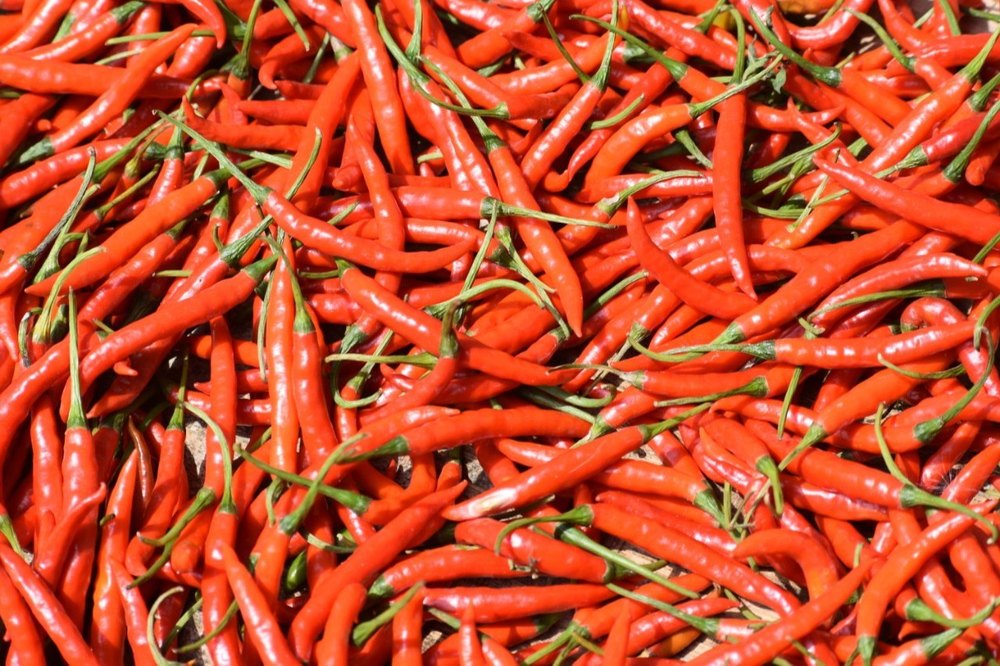Capsicum Annuum