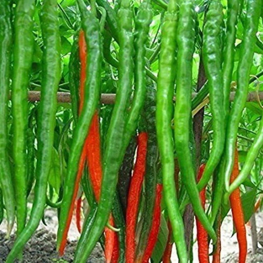 A Grade 6 Inches Hybrid Green Slim Chilli, For Food, Maharashtra