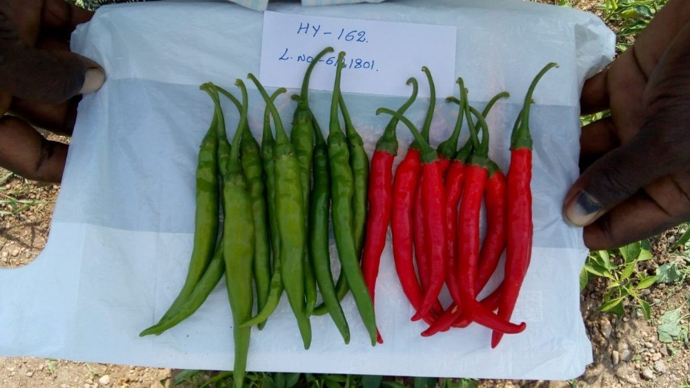 Green A Grade 162 Hybrid Chilli, For Agriculture, Pack Size: 10