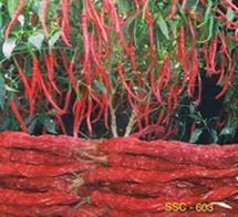 Bright Red Chilli