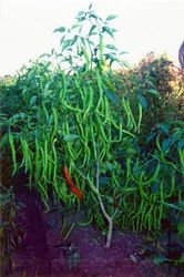 Hybrid Hot Pepper Chilli Solan Hot