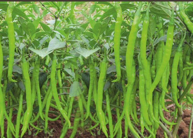 Hybrid Green Chilli