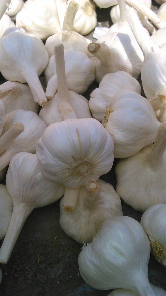 A Grade Fresh Garlic, Packaging Size: 25 Kg, 50 Kg