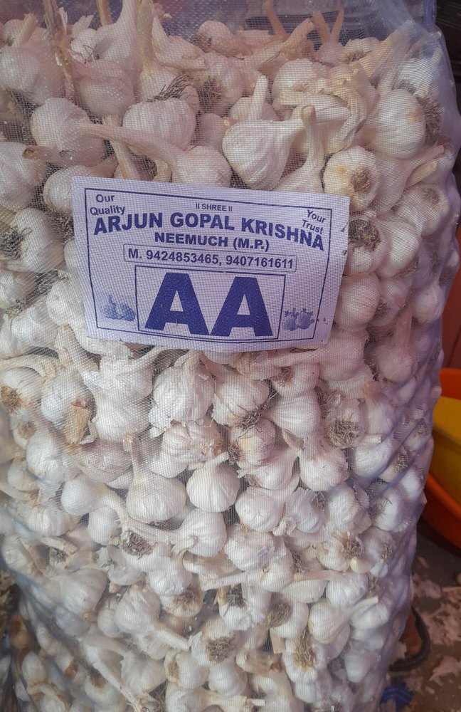 A Grade Mp Puna Laddu Garlic 25-32 mm, Packaging Type: Net Bag, Packaging Size: 50 Kg