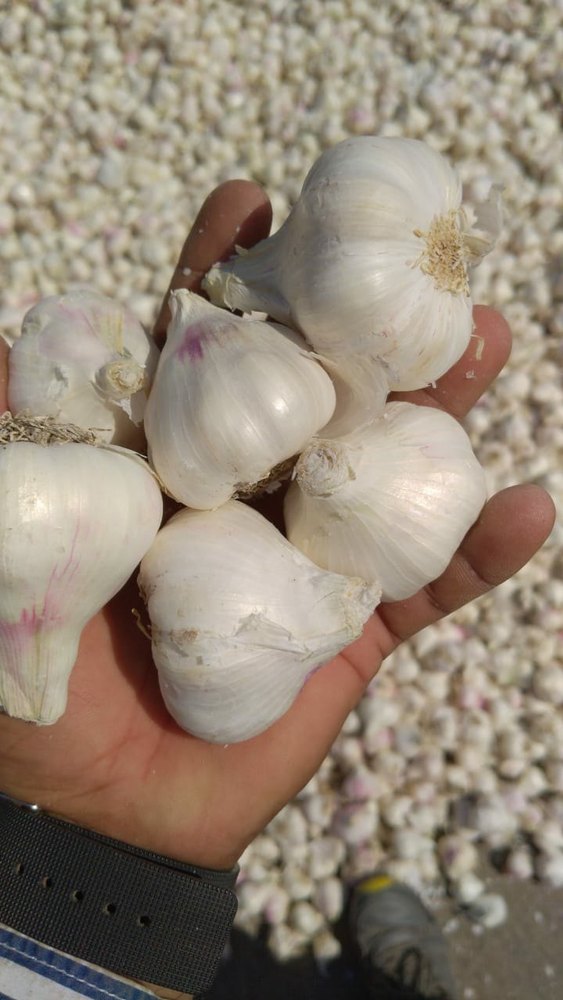 A Grade Fresh Garlic, 30-40 Mm, 40-50 Mm