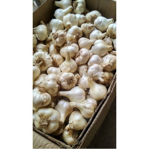 Himachali Garlic, Garlic Size: 4 To 9 cm
