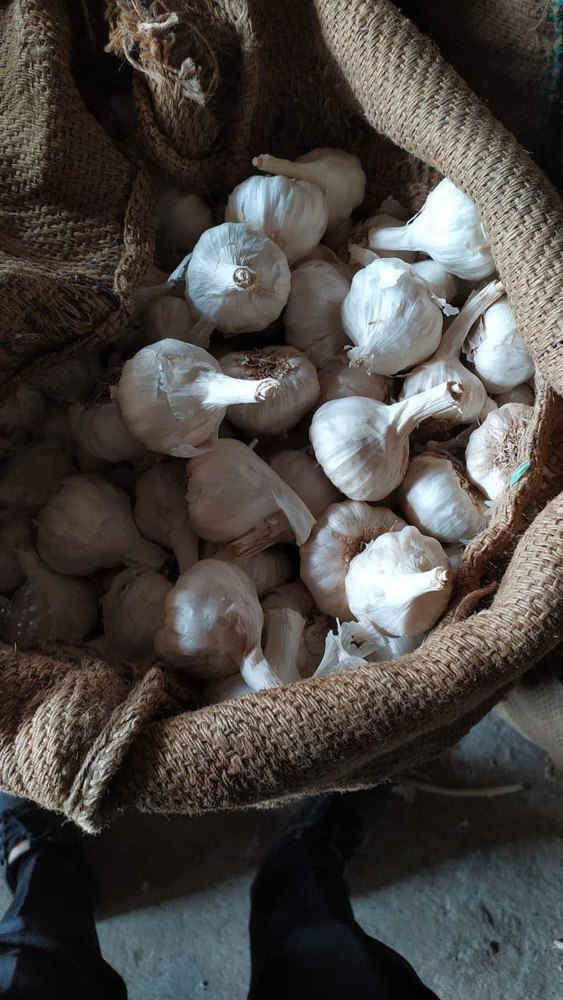Fresh garlic