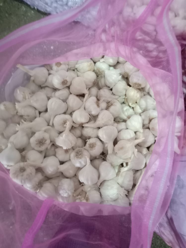 A Grade Pan India Fresh Garlic INDIAN SPICE, Packaging Type: Net Bag, Packaging Size: 20 Kg