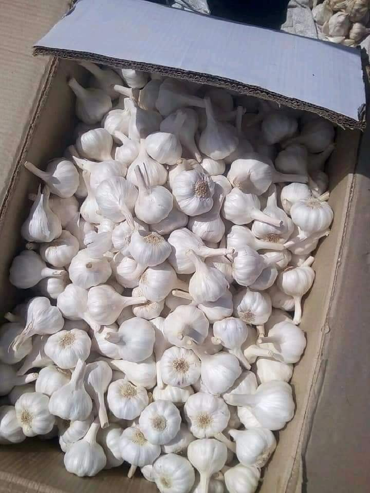 Himachal A Grade Fresh White Garlic, Packaging Size: Net Bag