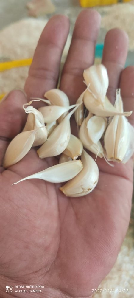 white A Grade Unpeeled Garlic, Packaging Type: Net Bag, Packaging Size: 20 Kg