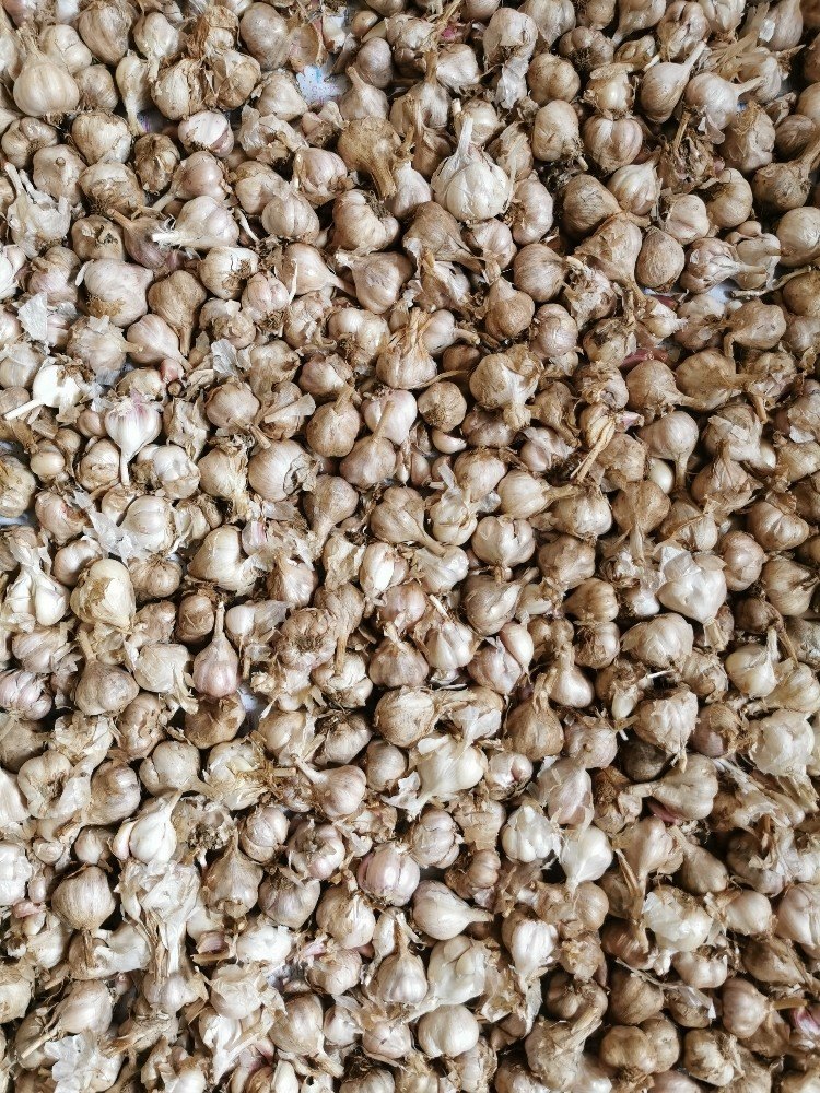 A Grade Fresh Garlic