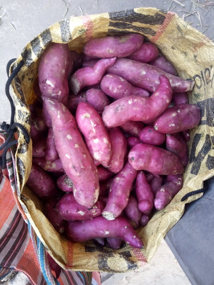 A Grade West bengal Sweet Potato, Packaging Type: Net Bag, Packaging Size: 50 Kg