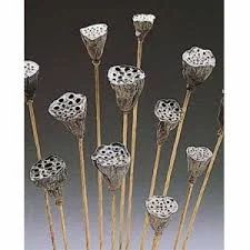 Dried Lotus Stem