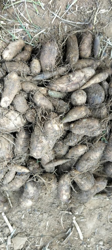 Red Carrot A Grade Taro Colocasia Roots, Packaging Type: Gunny Bag, Packaging Size: 50 Kg