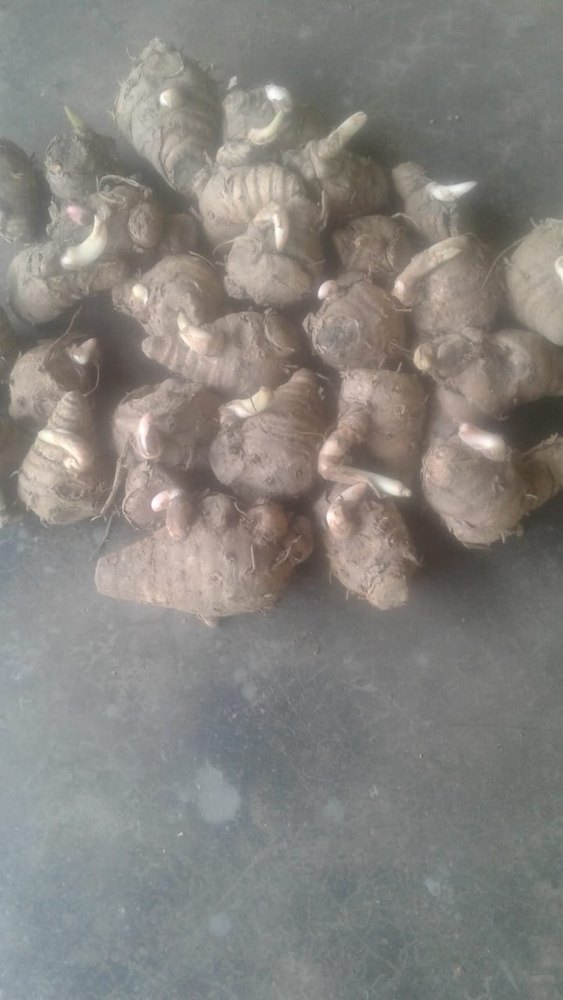 Radish A Grade Fresh Taro Root, Packaging Type: Gunny Bag, Packaging Size: 5 Kg