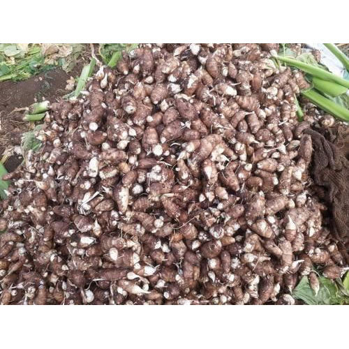 Taro Root(Arbi), Packaging: Plastic Bag or Polythene