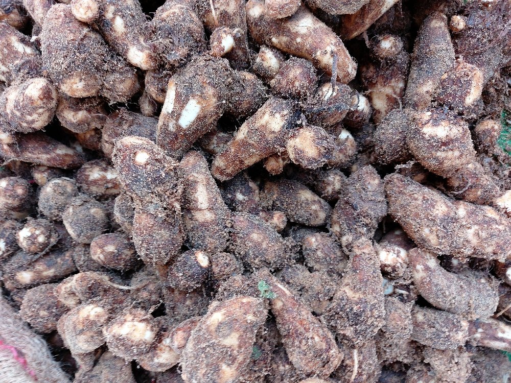Colocasia Root, Packaging Size: 50 Kg