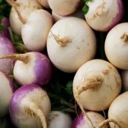 Organic Turnip