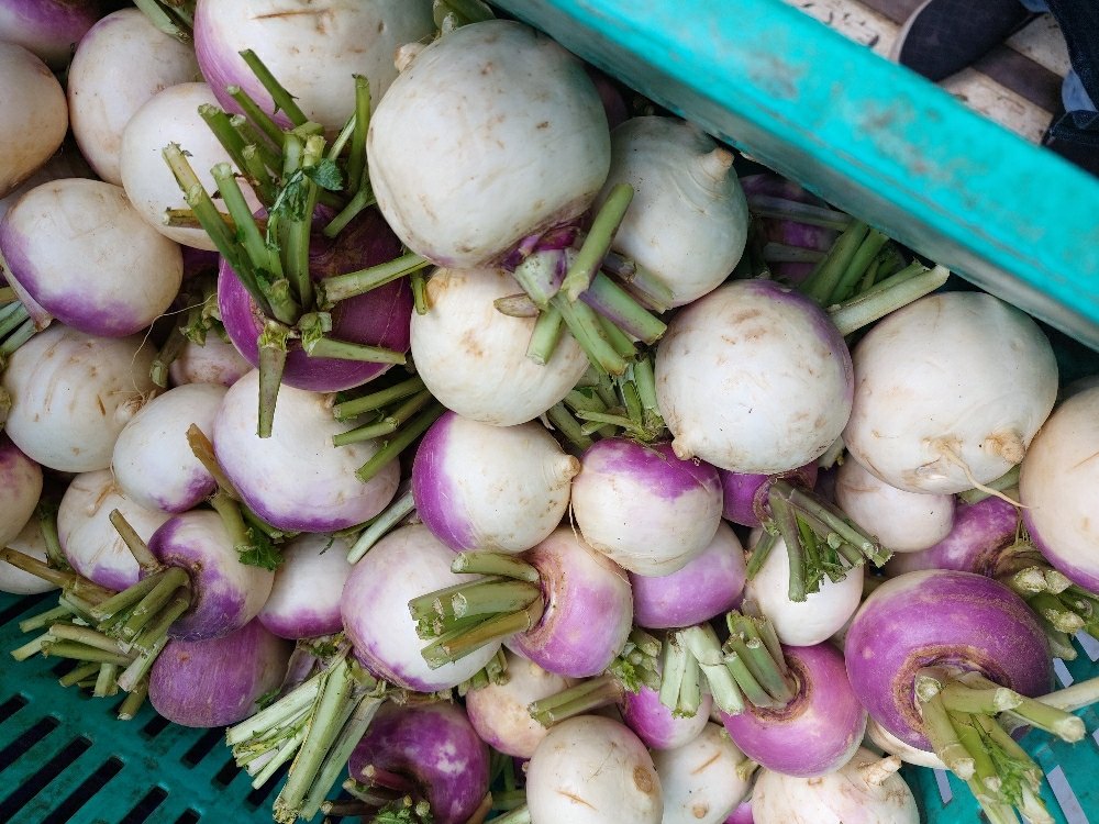 Fresh Turnip, Packaging Type: Gunny Bag, Packaging Size: 50 Kg