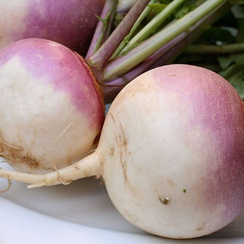 Fresh Turnip, Pack Size: 25 Kg, Packaging Type: Pp Sack Bag