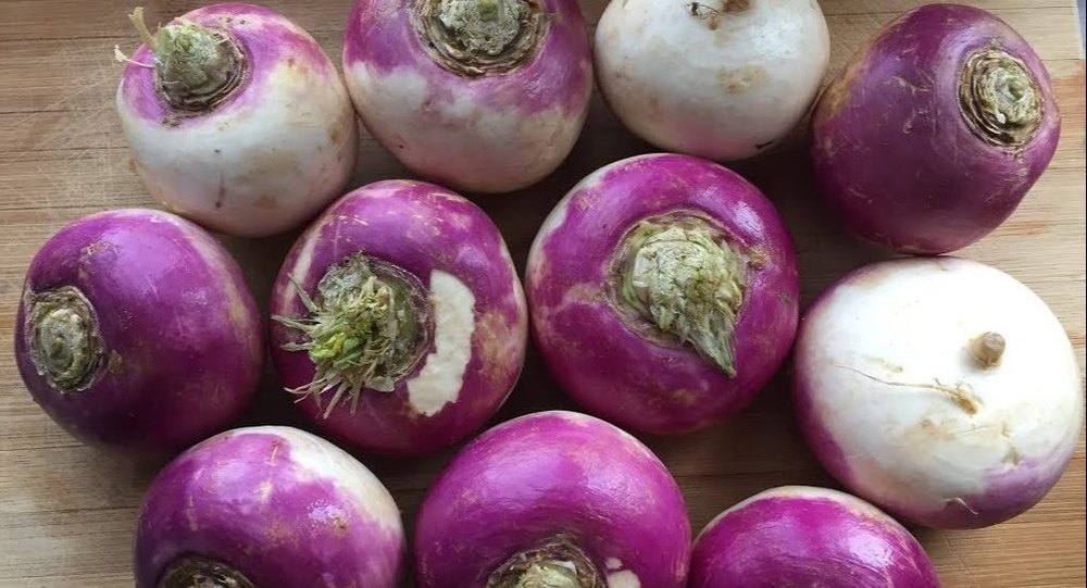 Fresh Turnip, Packaging Type: Net Bag, Packaging Size: 50 Kg