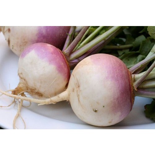 A Grade MP Fresh Forage Turnip