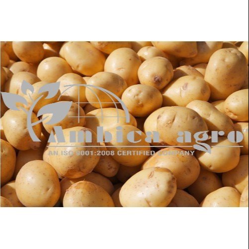 POTATO TUBER, Packaging: Plastic Bag or Polythen