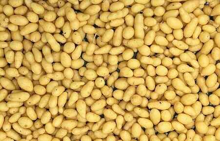 Tissue Culture Potato Mini Tuber, Pesticide Free (for Raw Products)