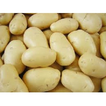 Potato