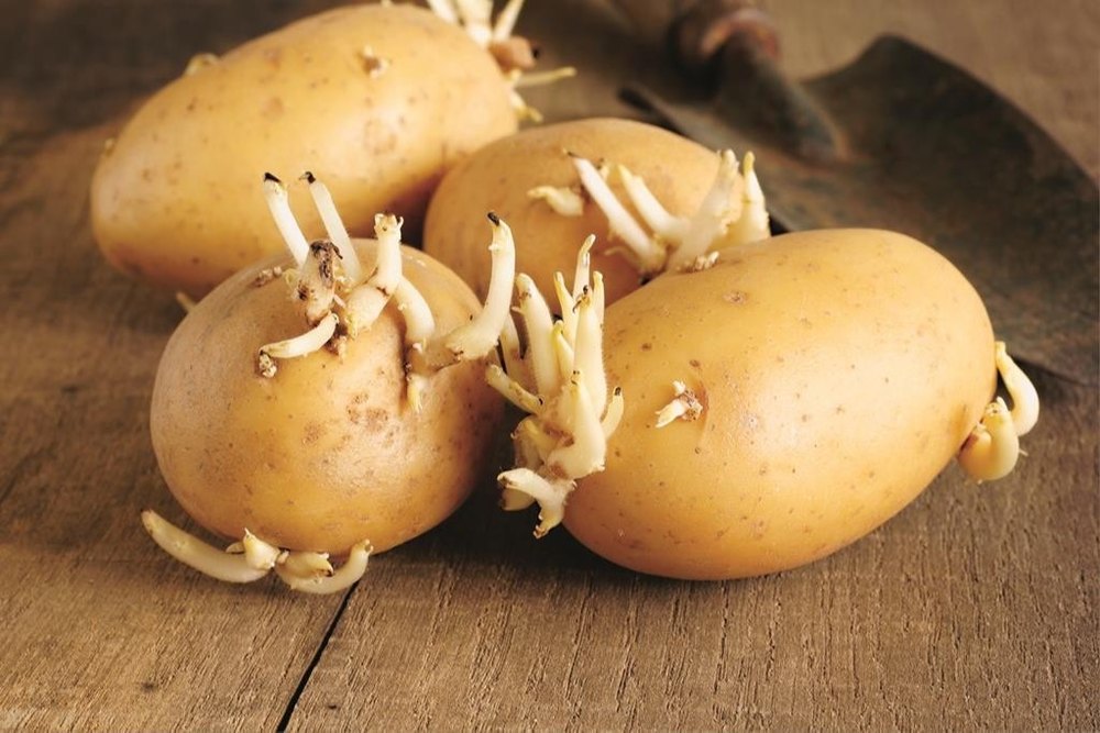 A Grade Pan India Potato Tubers, Packaging Type: Gunny Bag, Packaging Size: 50 Kg