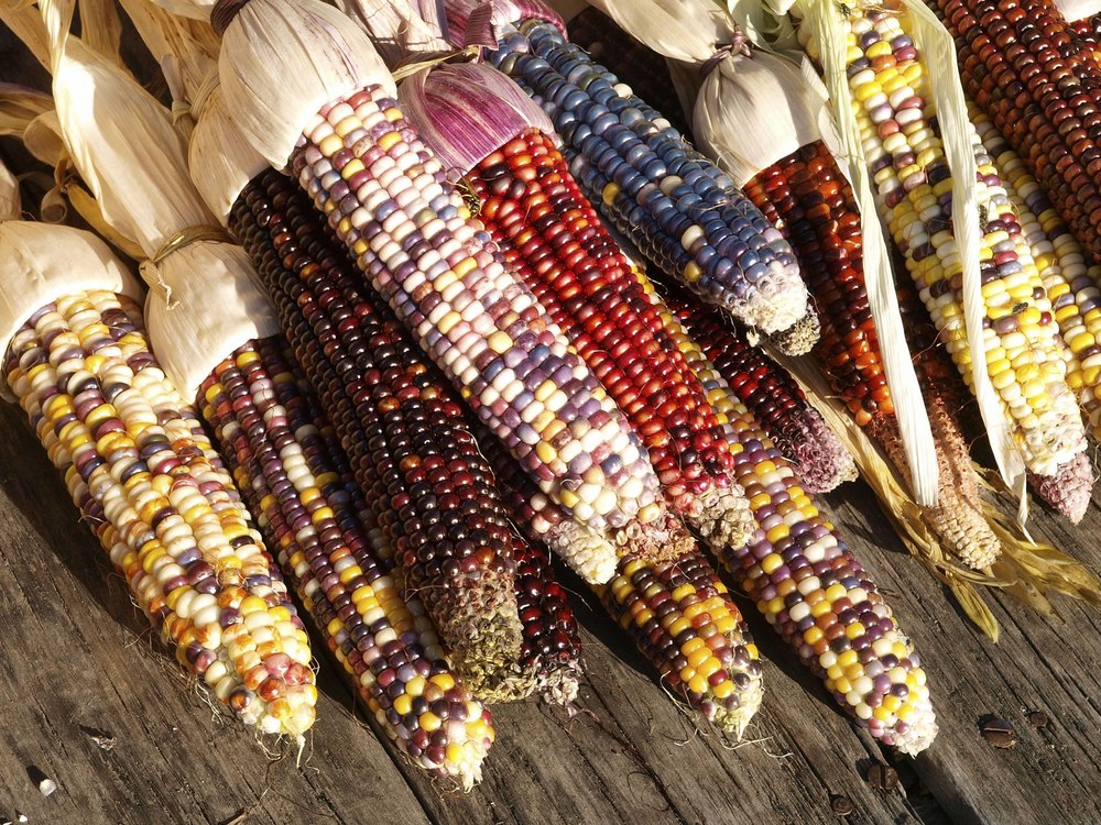 Frozen Corn Cob