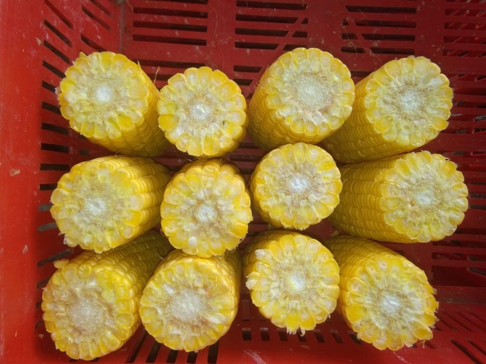 A Grade Plain Yellow Frozen Corn On cobs, Packaging Size: 10 Kg