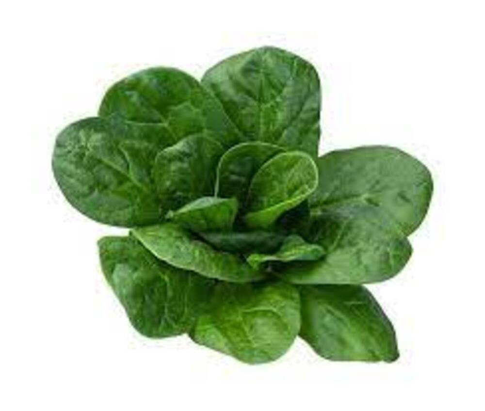 A Grade Haryana Frozen Green Spinach, Loose, Deep Freezer Storage