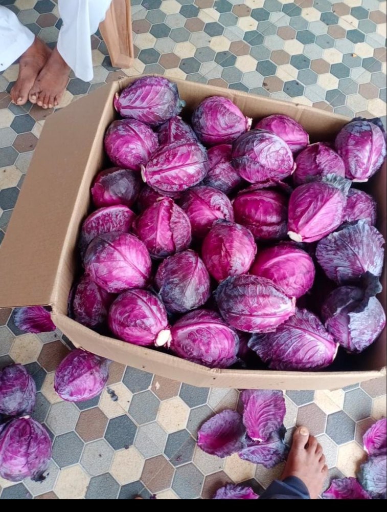 A Grade Organic Red Cabbage, Packaging Type: Carton, Packaging Size: 20 Kg