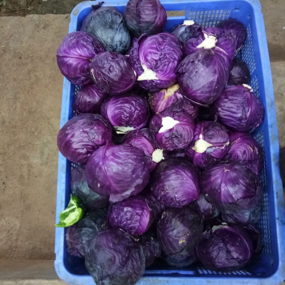 A Grade Fresh Red Cabbage, Packaging Type: Plastic Bag, Packaging Size: 5 Kg