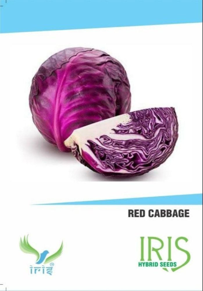A Grade Red Cabbage, Packaging Type: Packet