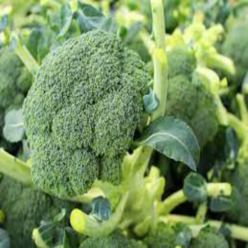 A Grade Green Broccoli, Packaging Type: Carton, Packaging Size: 20 Kg