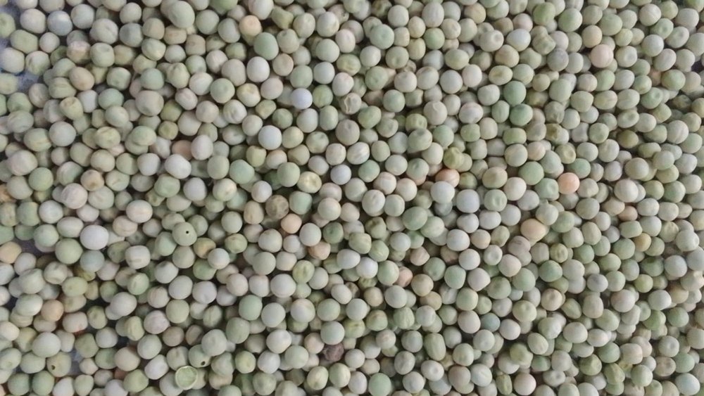 A Grade grains Dried green peas, PP Bag, Packaging Size: 50 Kg